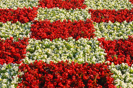 公园以红色和白方块的形式种植花朵自然红色图片