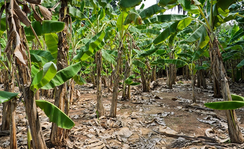 香蕉树种植园农场新鲜的绿色图片