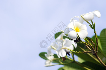 柔光下白色素馨花的特写亚洲开鸡蛋背景图片