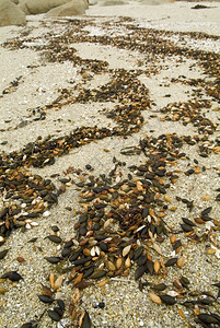 沙滩的贝壳和海带图片