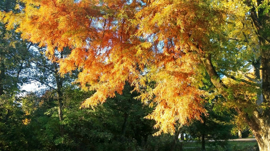 金黄色的树叶枫林图片