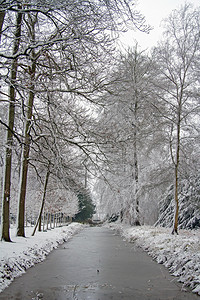 冬天荷兰森林的季风景地点荷兰运河树木图片