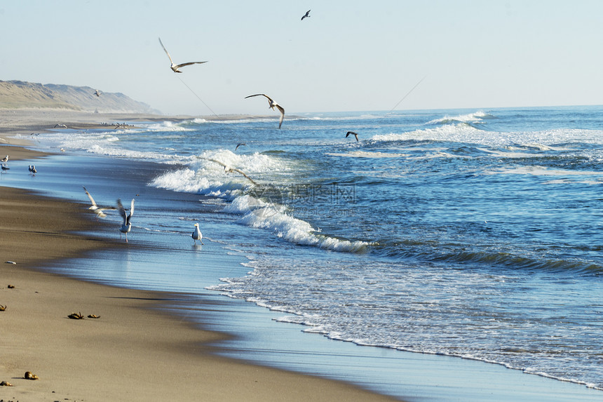 天空海鸥在滩上捕鱼野生动物钓图片