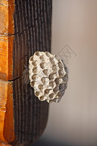 巢空的纸黄蜂窝细胞图片