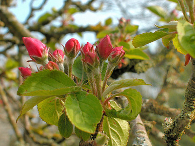 树叶苹果花朵蕊药图片