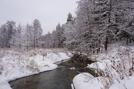 树木冬季风景与小森林河在阴云的一天俄罗斯水雪图片
