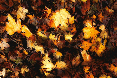 满地金黄色的落叶背景图片