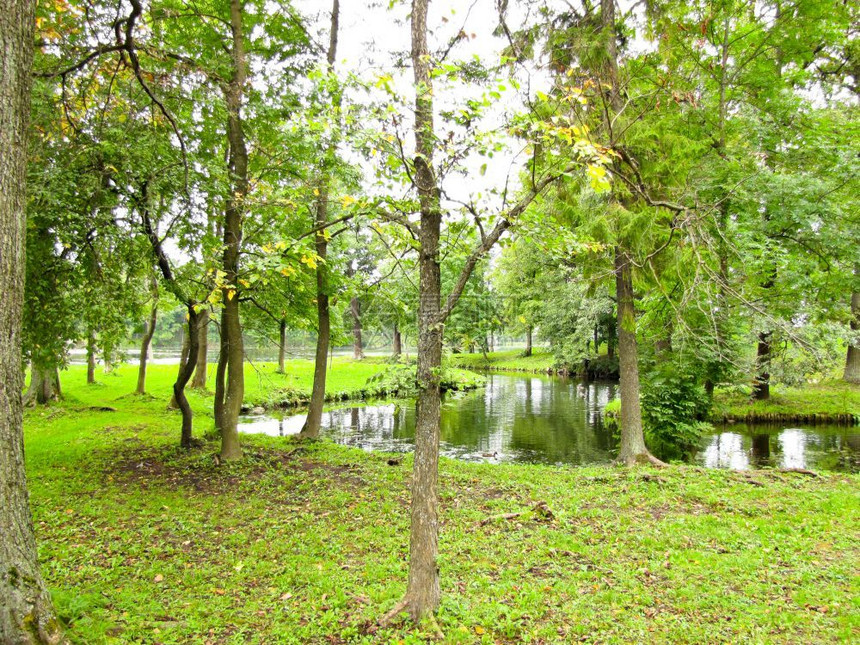 池塘水绿林中树丛的小溪在绿树林中流淌森图片