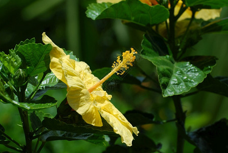 一朵花色花近距离看一朵盛开的黄碧花色美丽背景