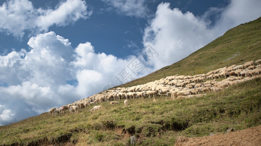 牧羊群子啊山坡上图片