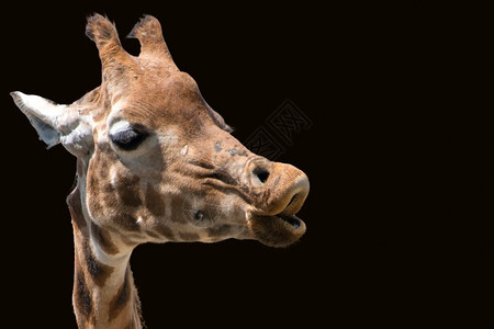 哺乳动物长颈鹿背景图片