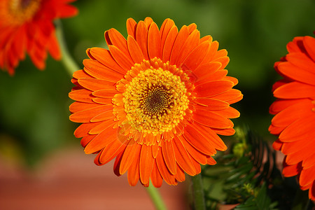 漂亮的美丽植物橙色羽发花朵贴近图片