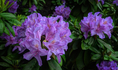 紫色的杜鹃花图片