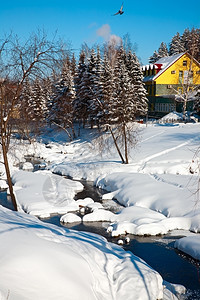 雪树寒冷的Belokurikha河冬季地貌图片