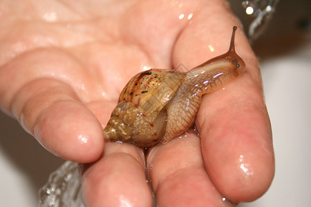喇叭一个男人手臂上的一只大蜗牛和滴水手指涓细流图片