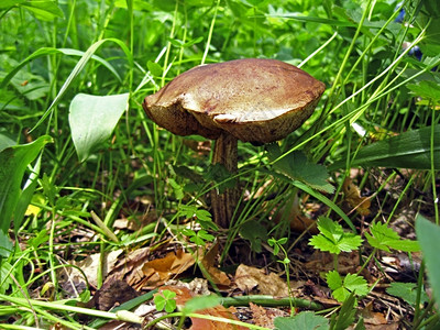 自然地面森林里的大蘑菇草地背景图片