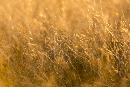 散景青草在柔软的焦点中浅田地深处在金色日落光下非洲场地图片