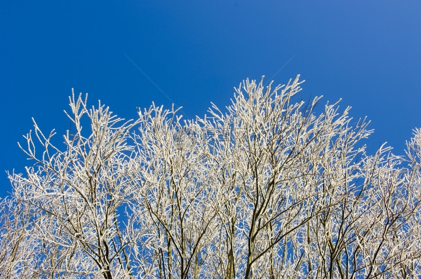 经过白色的树木枝在明亮的蓝天空下被黑冻霜覆盖吠图片