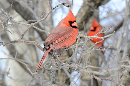户外一位男红衣主教在树枝上亲吻禽类野生动物背景图片