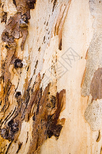吠质地本国的澳洲一棵胶树皮细节图片