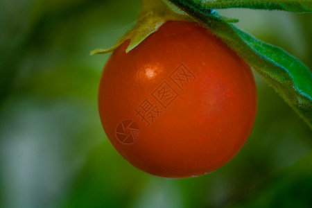叶子自然茄属植物亮橙色果实睡前灰装饰缝合图片