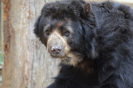 动物狂野美国黑熊的丽面容国人自然图片