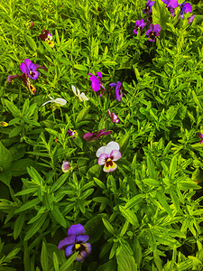 花园鲜开紫色绿自然花粉高清图片素材