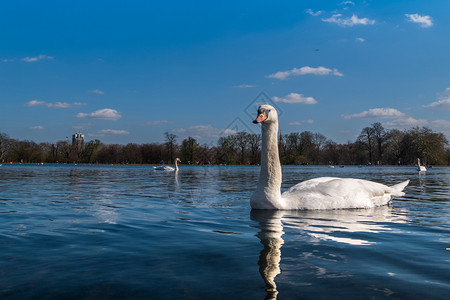湖中优雅的大白鹅背景图片