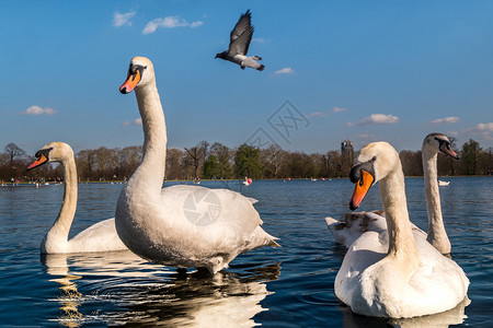 湖中优雅的大白鹅背景图片
