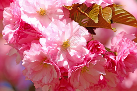 花朵中的杏仁树粉红色花束紧闭自然季节叶子图片