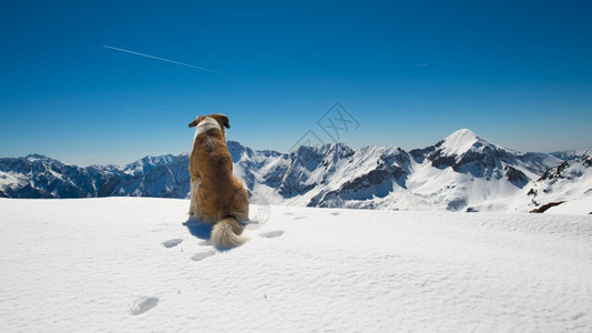 雪山上的一只小狗图片