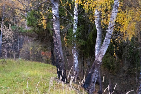 落下在俄罗斯陡峭的斜坡上有黄叶子的白树干色草背景图片