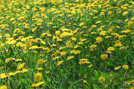 牧场草地蒲公英花粉黄色的图片