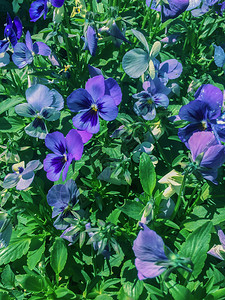 植物花园蓝紫盛开色的图片
