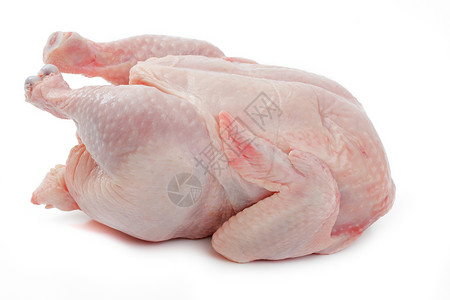 鸟白色背景的CruudeHenn母鸡吃背景图片