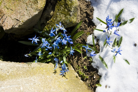 冬天开花晴春的白从雪中流过图片