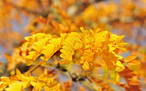 秋天树上黄色的树叶图片