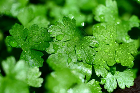 新鲜欧芹植物绿叶与水滴香菜调味料绿色图片