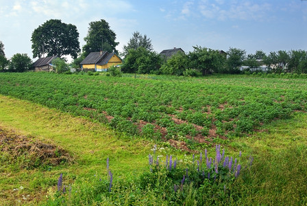 5月的农村景观土豆田和花卉房屋绿色天空图片