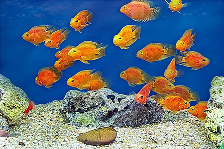 金鱼水族馆类红鹦鹉cichlid照片慈鲷图片