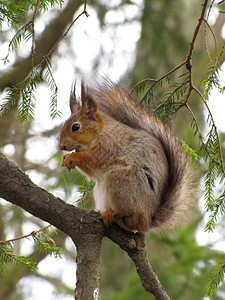生态红色的啮齿动物在树上松鼠红坐在树上吃坚果图片