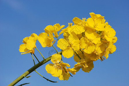 的鲜花天空植物蓝色的图片