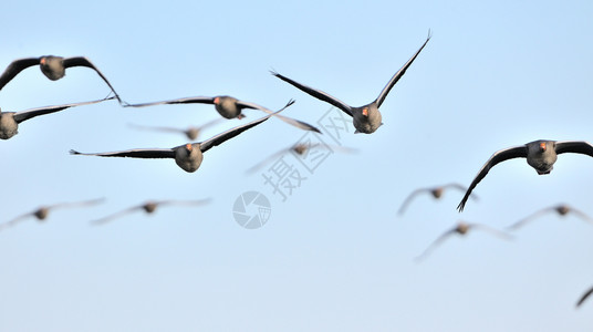 鸟灰色的羽毛一群领鹅在飞行中图片