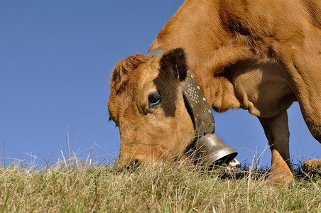 在牧场放的棕色牛动物欧洲农业图片