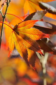 季节紧贴着一朵美丽的燃烧绿叶枫日本人图片