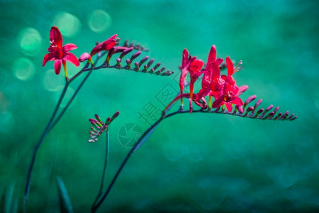 CrocosmiaLuciferMasoniorum在模糊的背景Masoniorum红色的自然雷诺背景图片