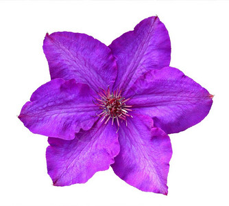 紫色的花朵孤立在白色上关闭铁线莲植物群花的图片