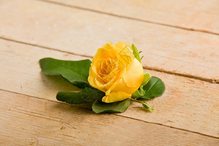 爱黄色玫瑰的照片紧贴着绿色叶子花瓣图片