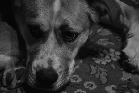 小地毯黑白的一副年轻狗像躺在地毯上的一条小狗说谎单色图片