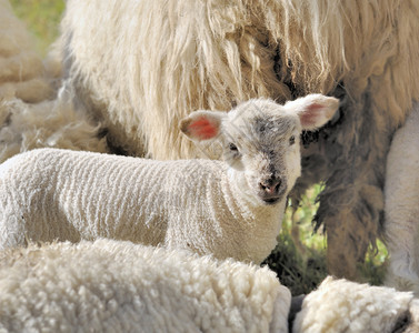 羊肉年轻的婴儿可爱羊羔在母绵毛前图片